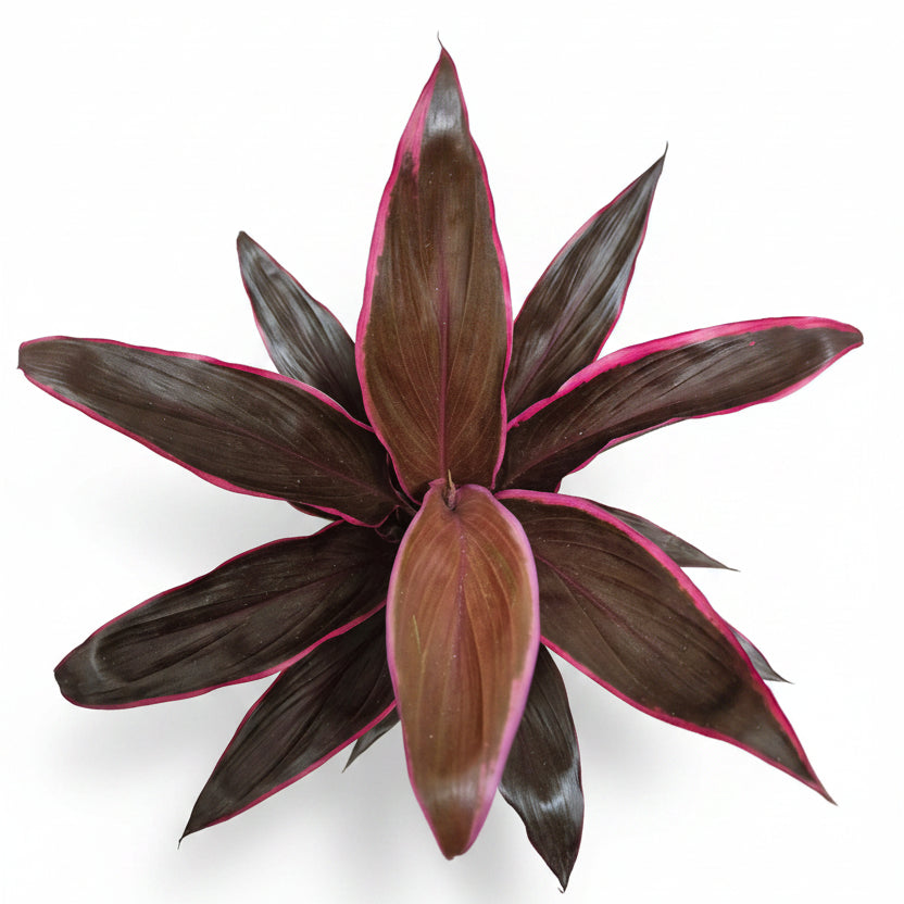 cordyline hojas rosas