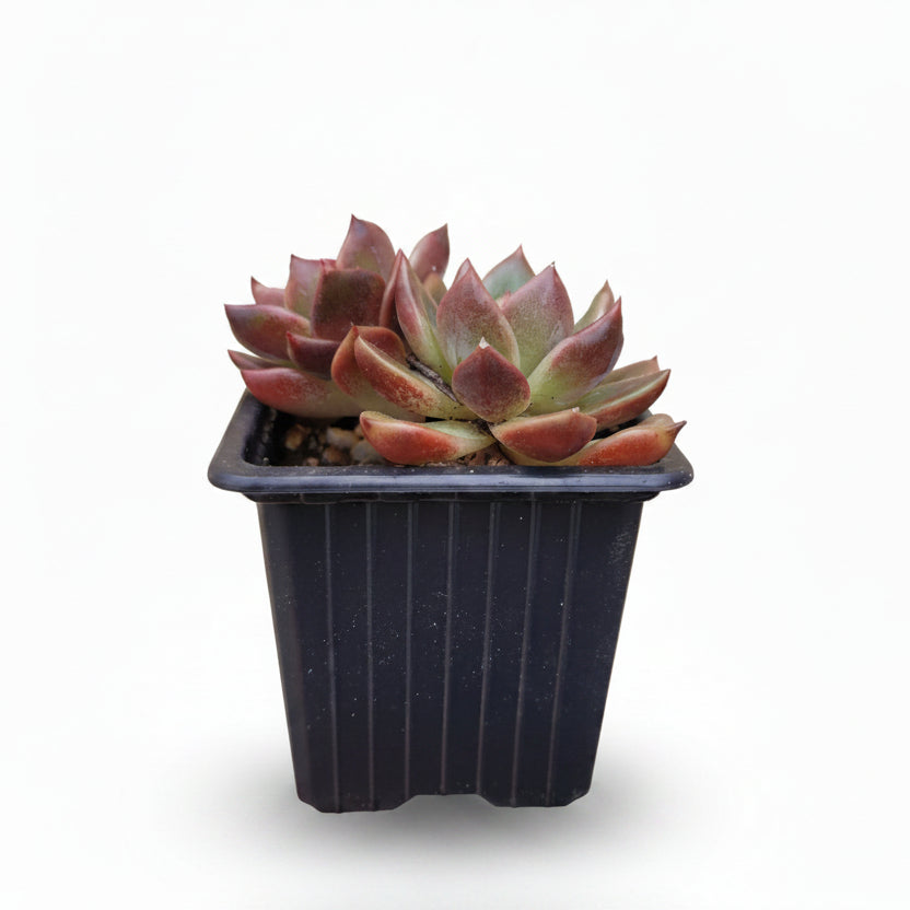echeveria de colección