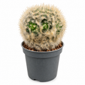 mammillaria bocasana, cactus mammillaria bocasana