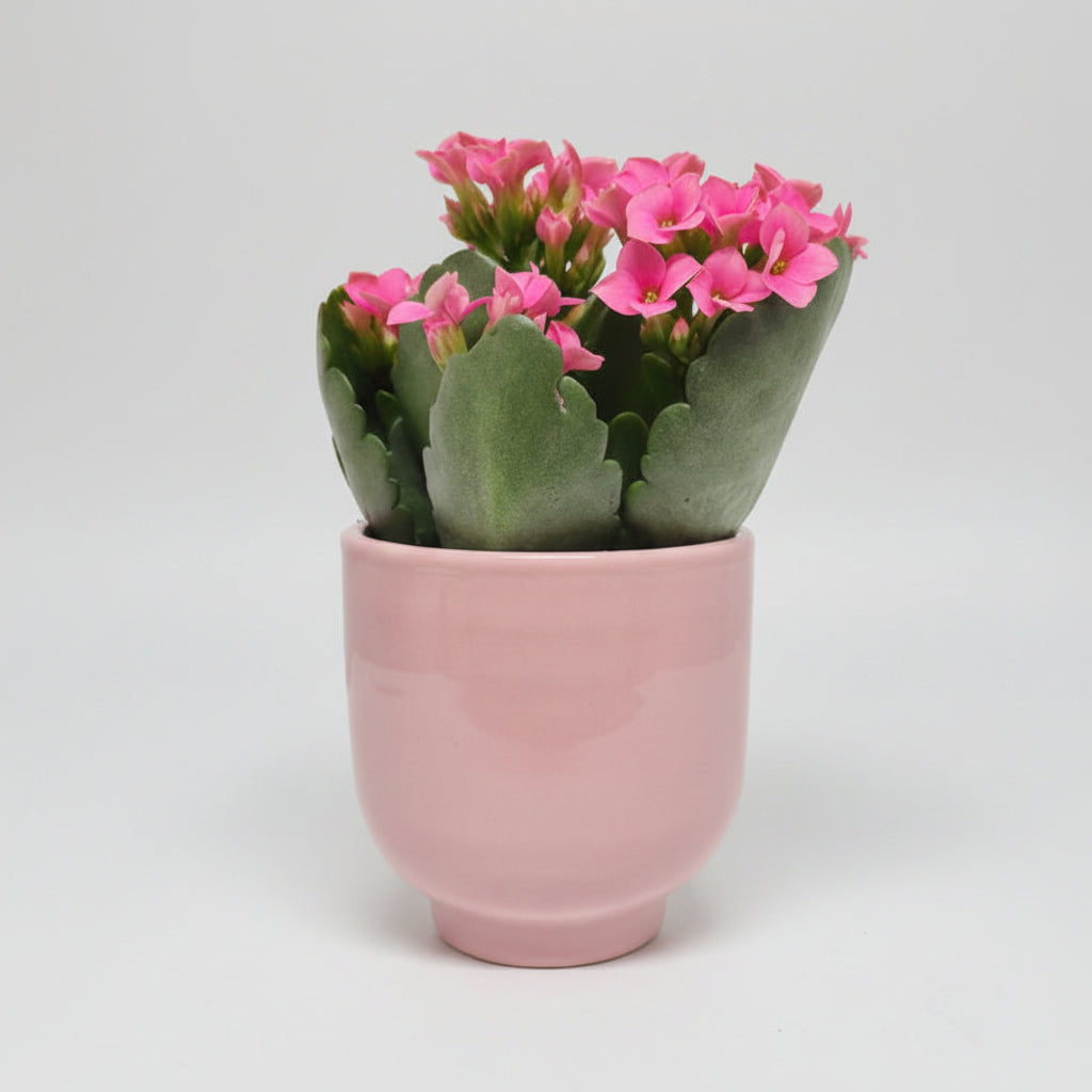 macetero-ceramica-rosa-pequeno
