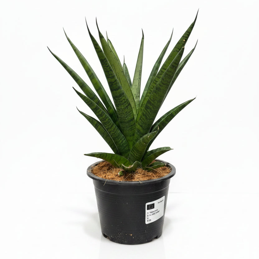 sansevieria cylindrica francisii xl