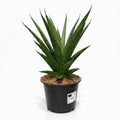 sansevieria cylindrica francisii xl