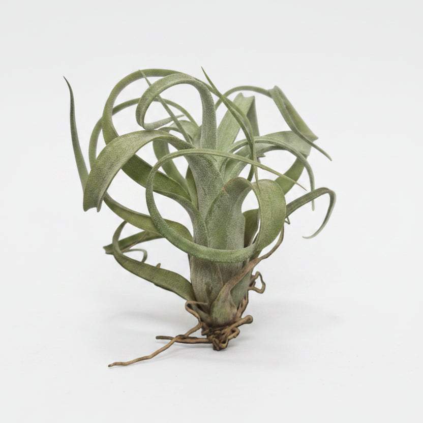 tillandsia curly slim