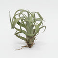 tillandsia curly slim