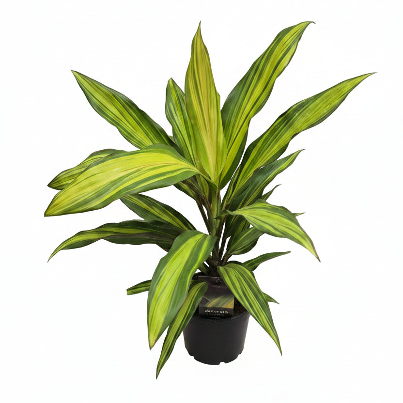 cordyline kiwi