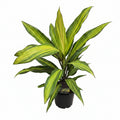 cordyline kiwi