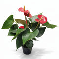 Anthurium Flor Roja L