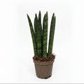 sansevieria mini cylindrica