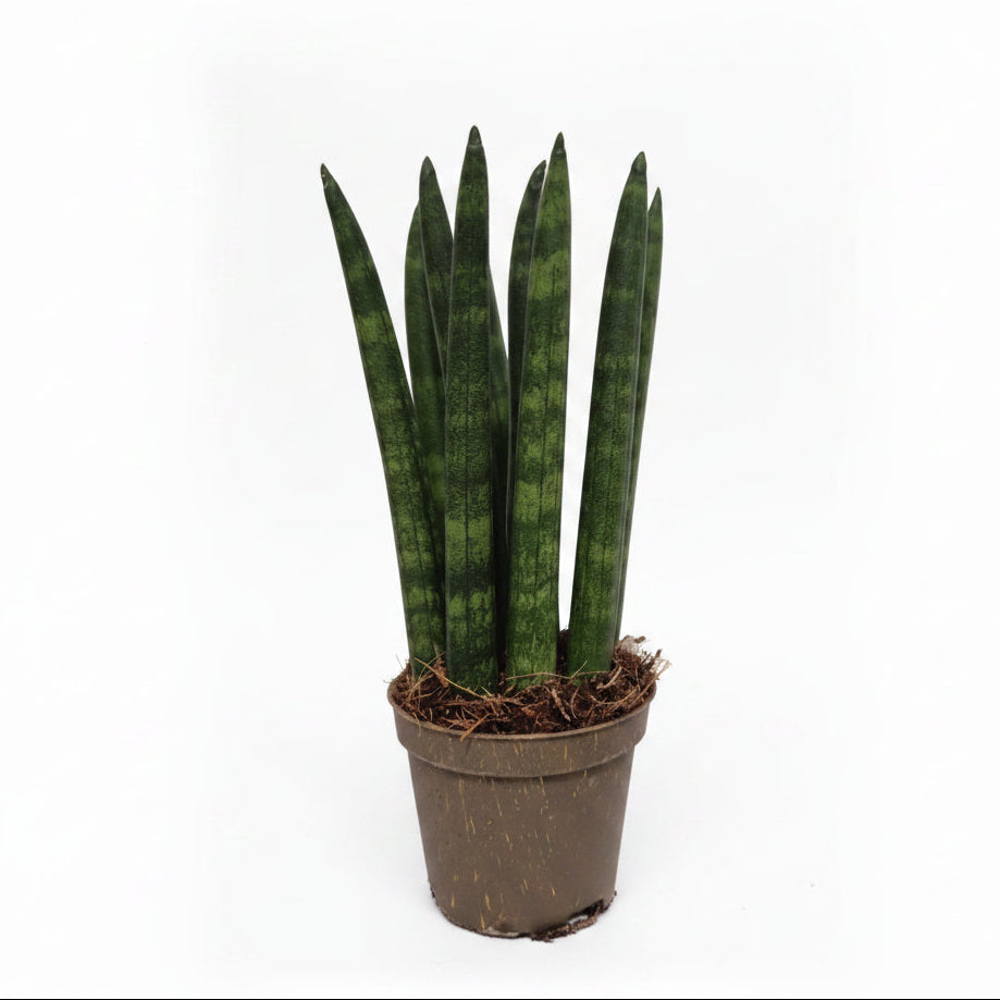 sansevieria mini cylindrica