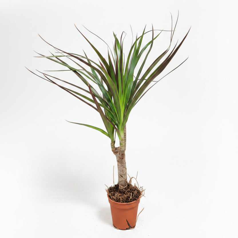 dracaena marginata mini