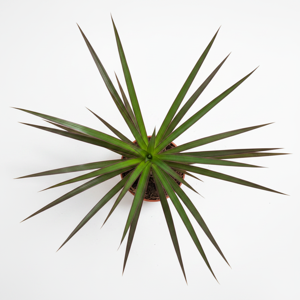 dracaena mini