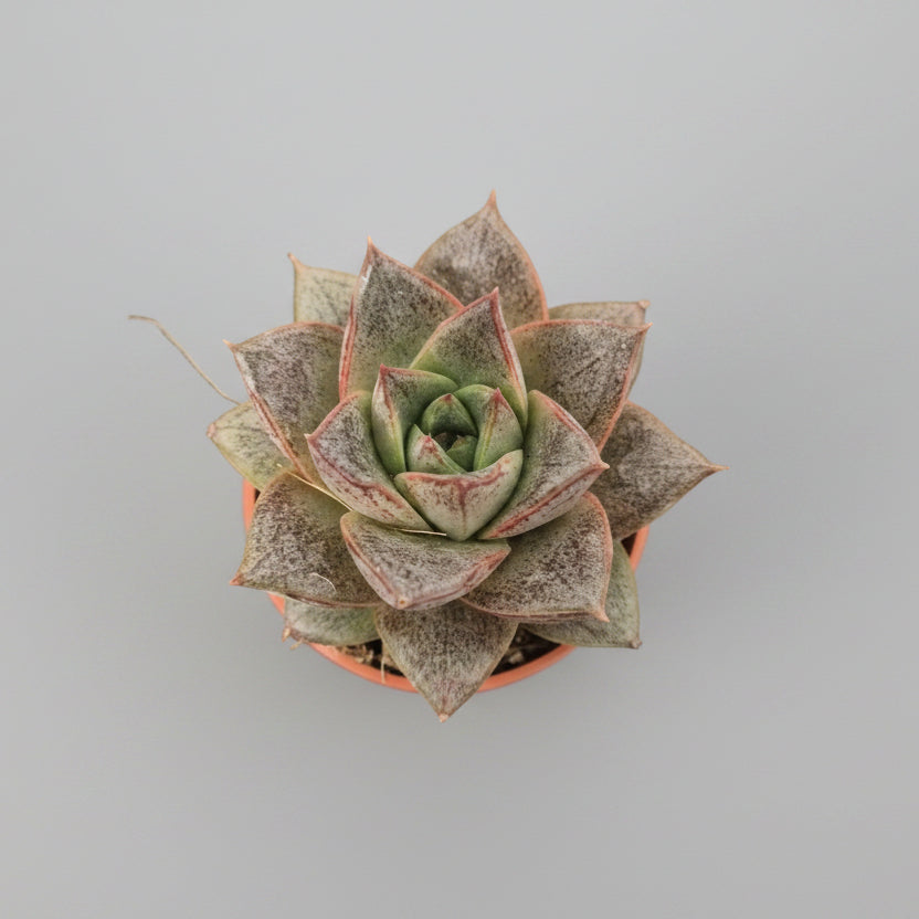 suculenta-elegante