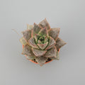suculenta-elegante