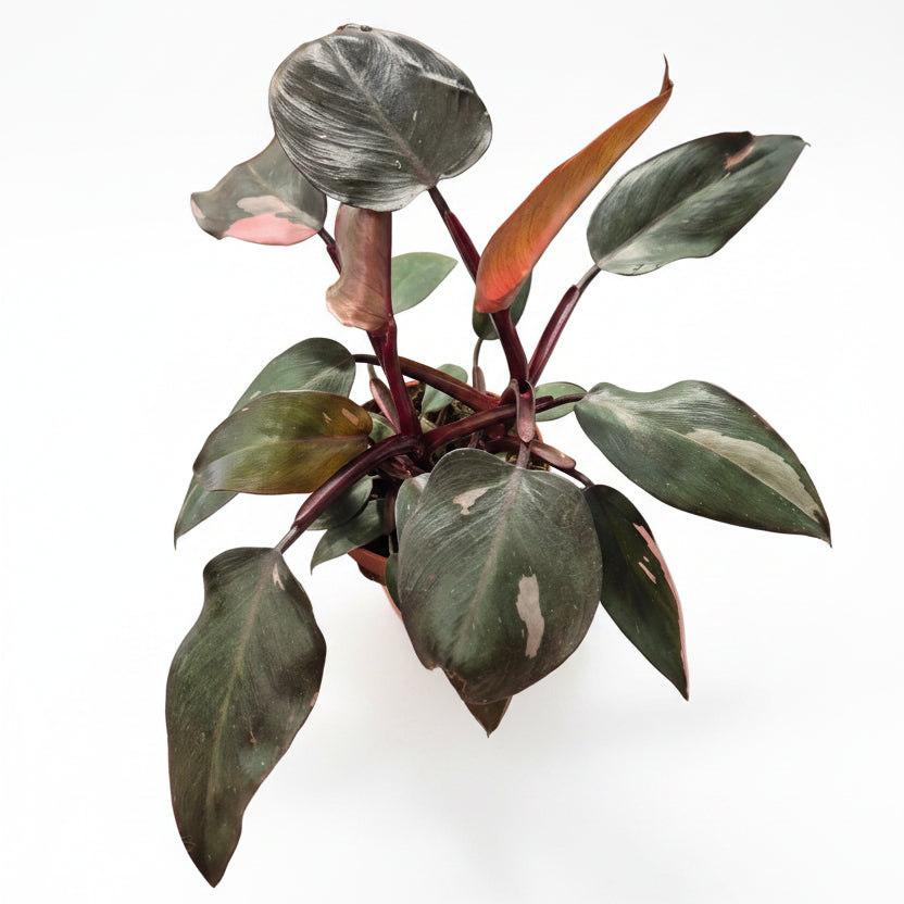 philodendron pink princess barato