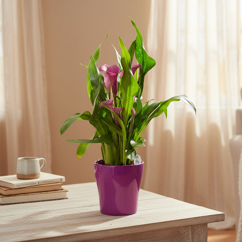 Zantedeschia Calla Viola