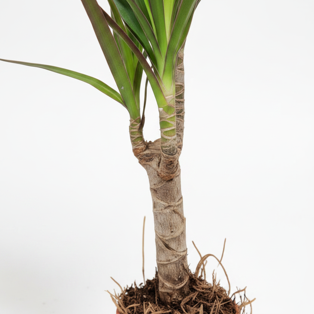 dracena marginata