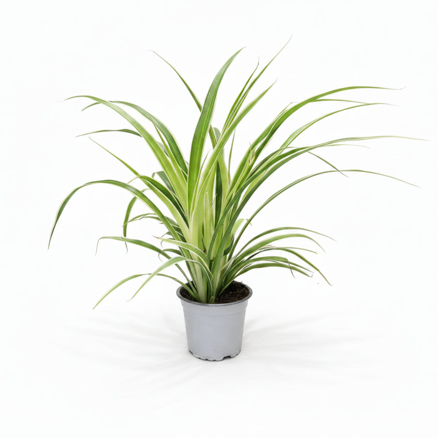 chlorophytum comosum cinta