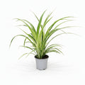 chlorophytum comosum cinta