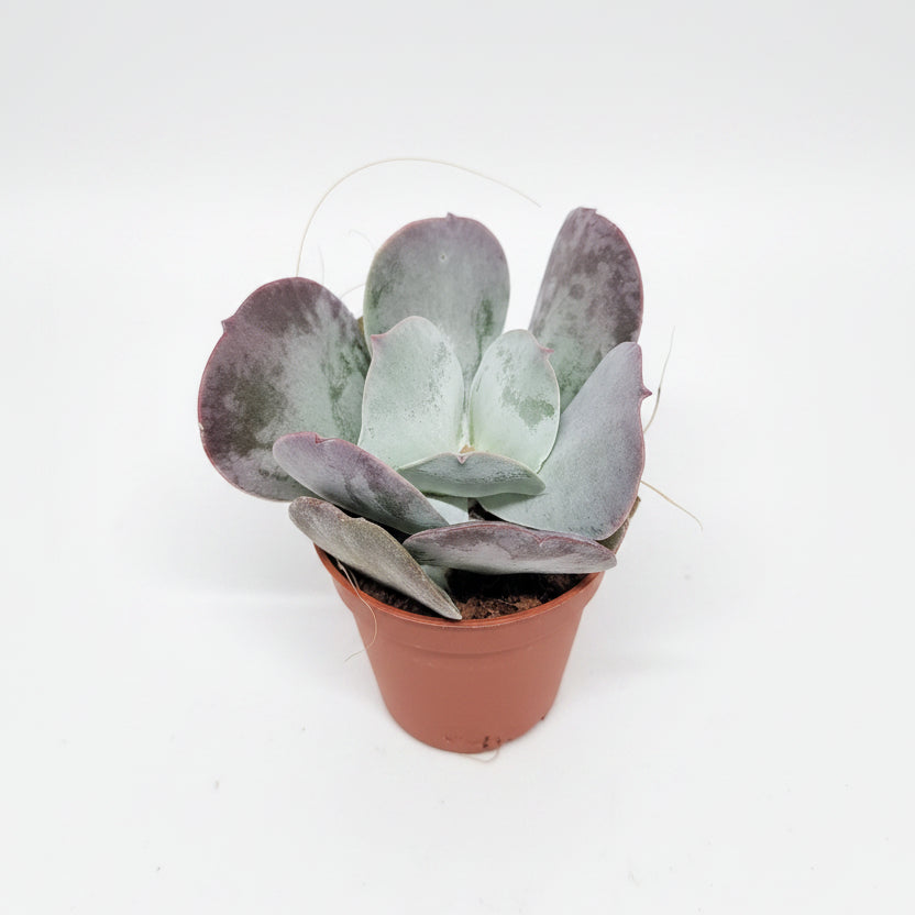 cotyledon orbiculata red flame