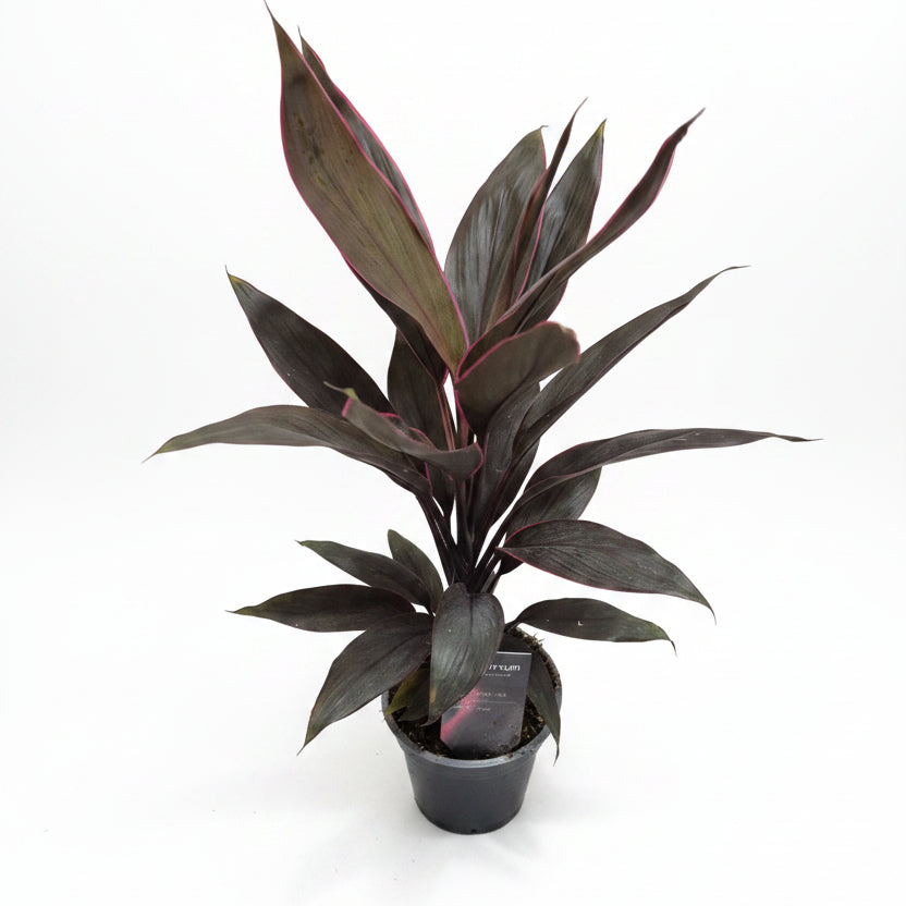 planta tropical tango
