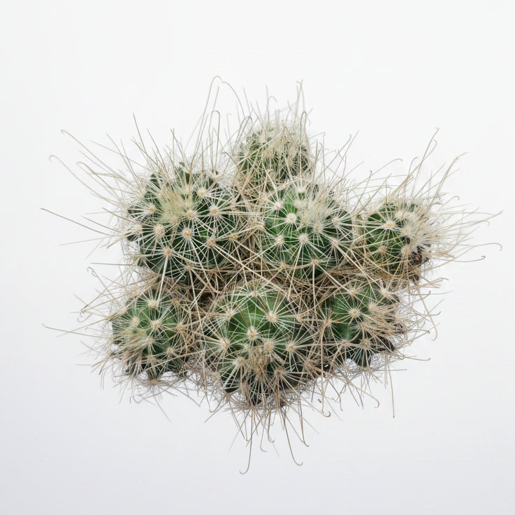 cactus mammillaria