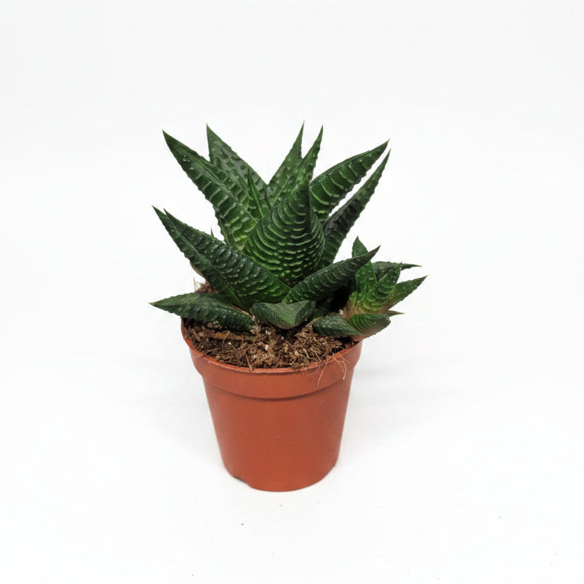 planta-suculenta-haworthia
