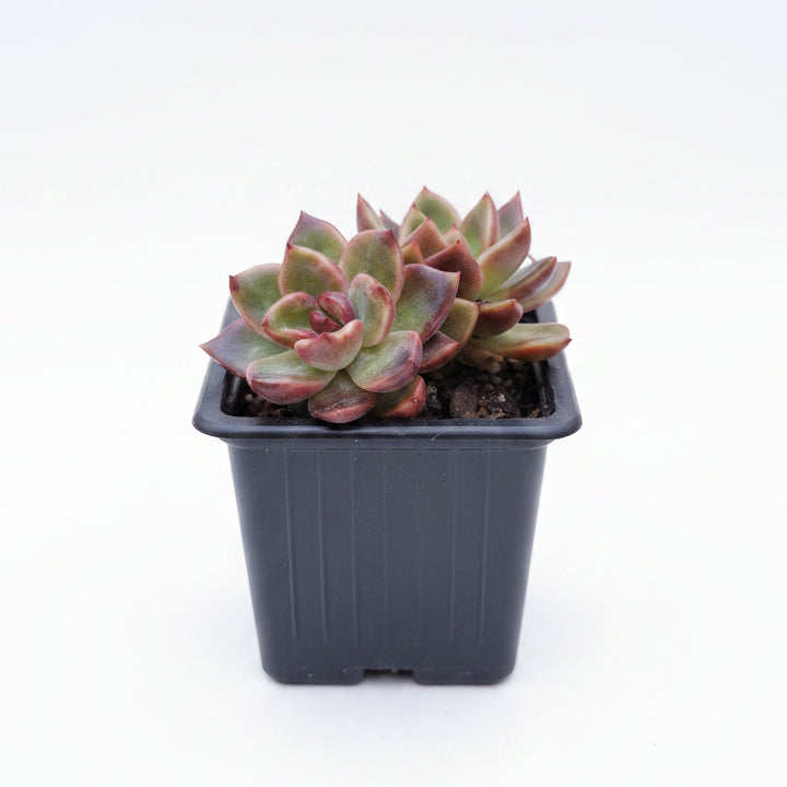 echeveria ziwey