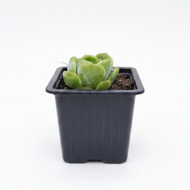 echeveria star jennie