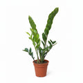 zamioculca planta zen