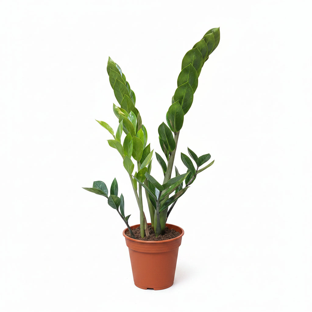 zamioculca planta zen