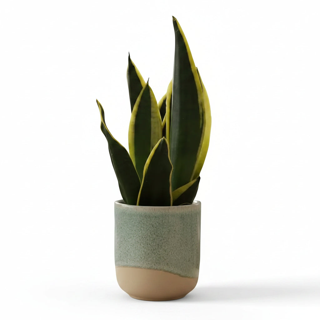 Sansevieria Black Gold + Vaso Verde Porcellana