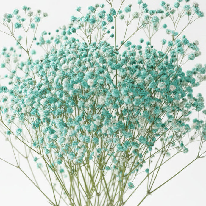 flor paniculata preservada azul claro