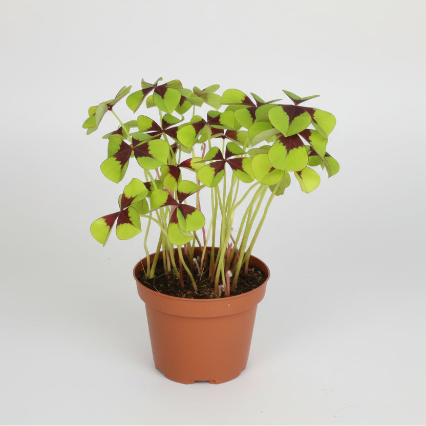 Oxalis tetraphylla (Trifoglio a quattro foglie)
