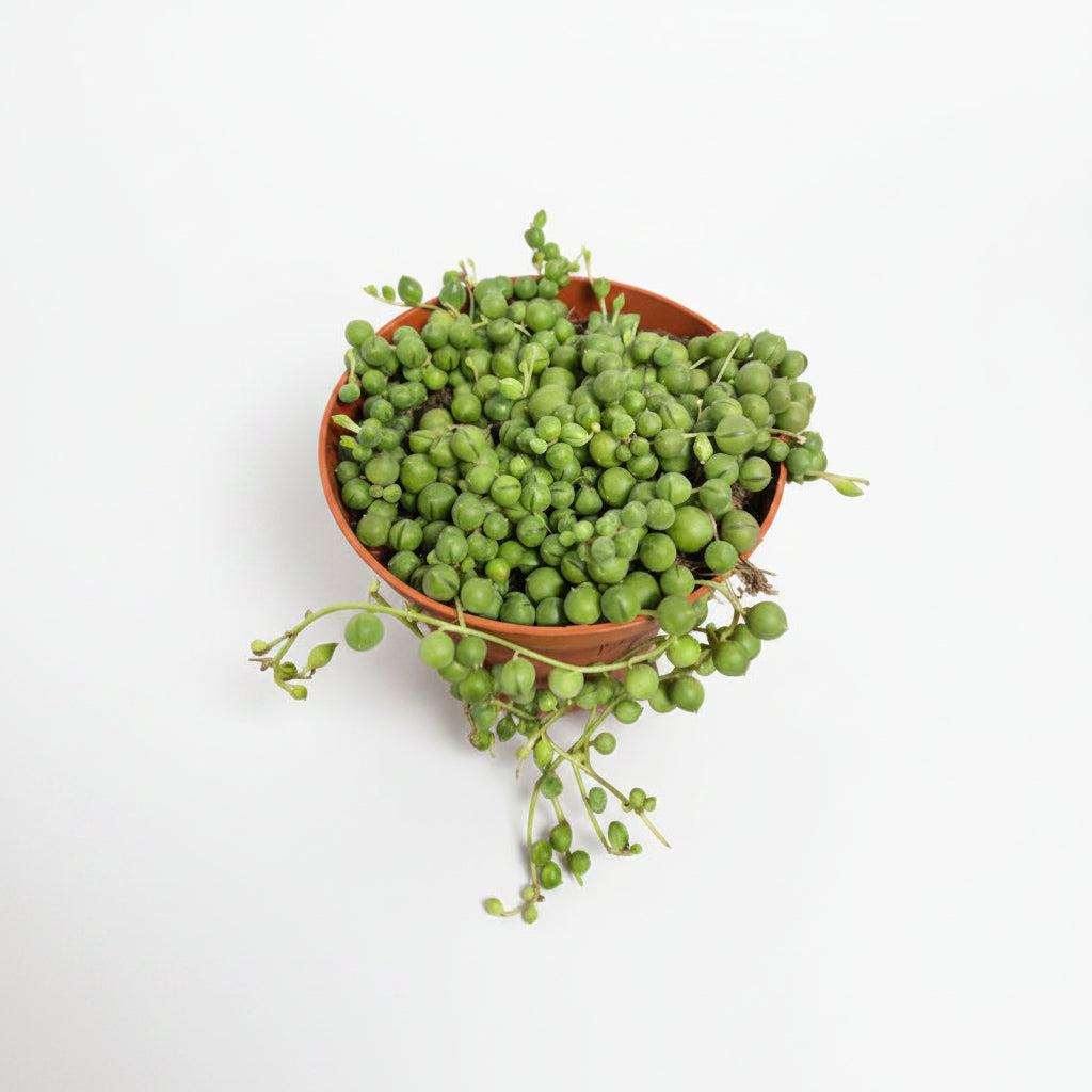 senecio-rowleyanus