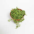 senecio-rowleyanus