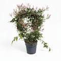 jasminum-polyanthum-jazmin-blanco