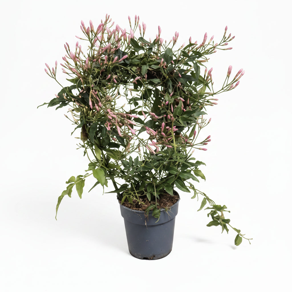 jasminum-polyanthum-jazmin-blanco