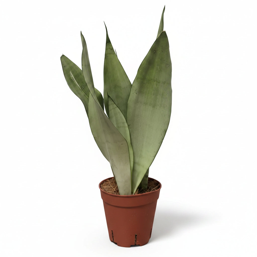 sansevieria-moonshine