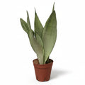 sansevieria-moonshine