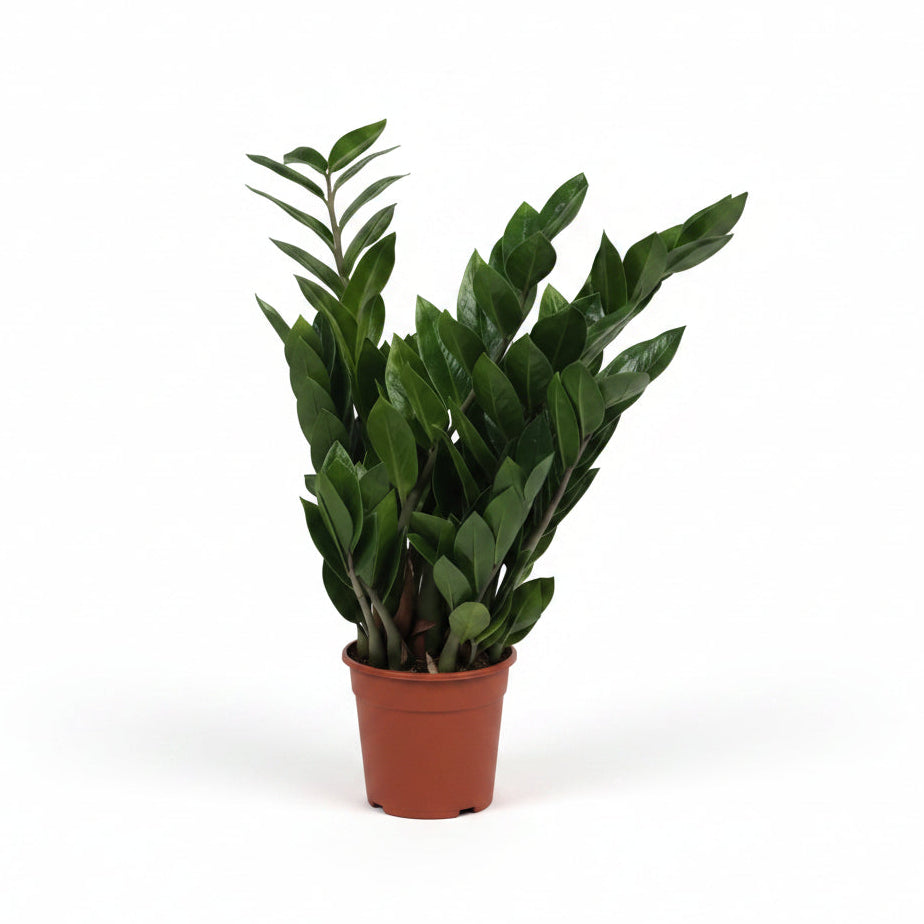 zamioculca-planta-interior