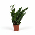 zamioculca-planta-interior