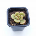 echeveria brandi coreaecheveria brandi corea