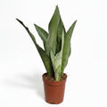 sansevieria moonshine