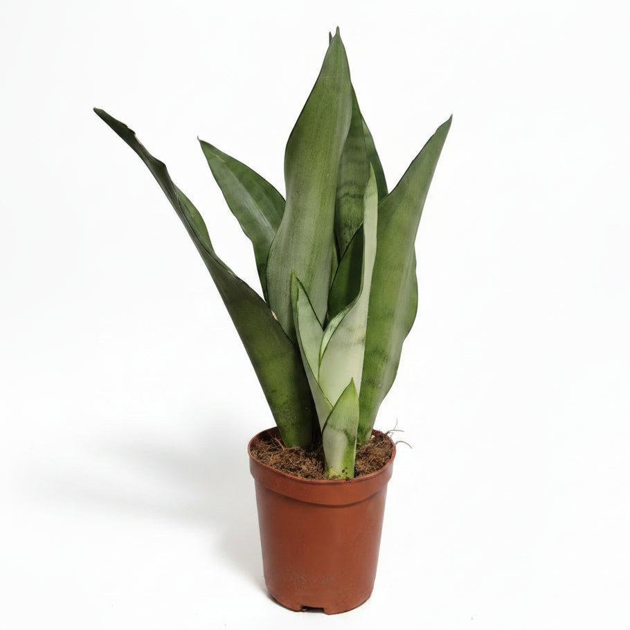 sansevieria moonshine