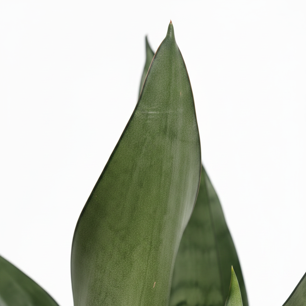 sansevieria moonshine planta