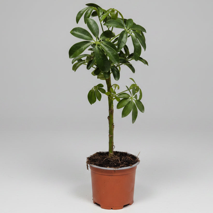 schefflera-planta-interior