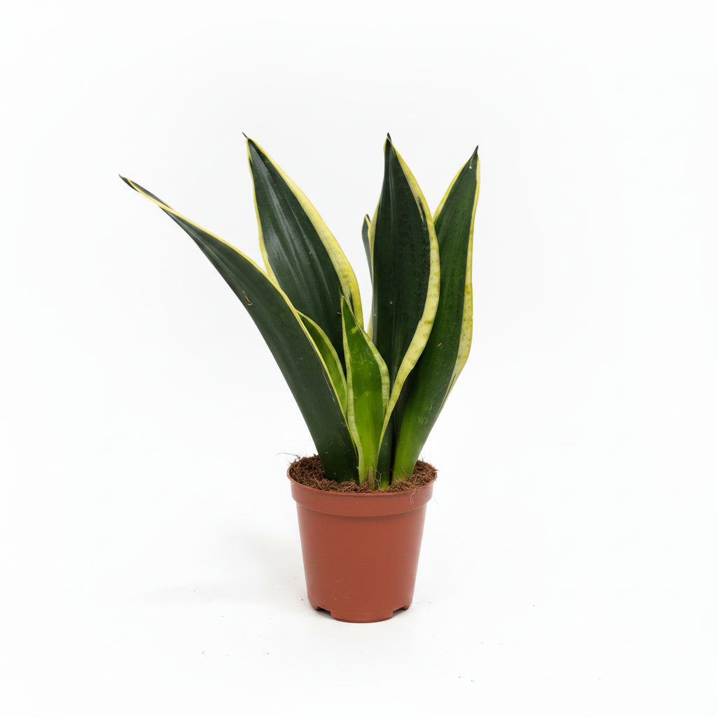 sansevieria trifasciata black gold