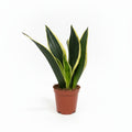 sansevieria trifasciata black gold