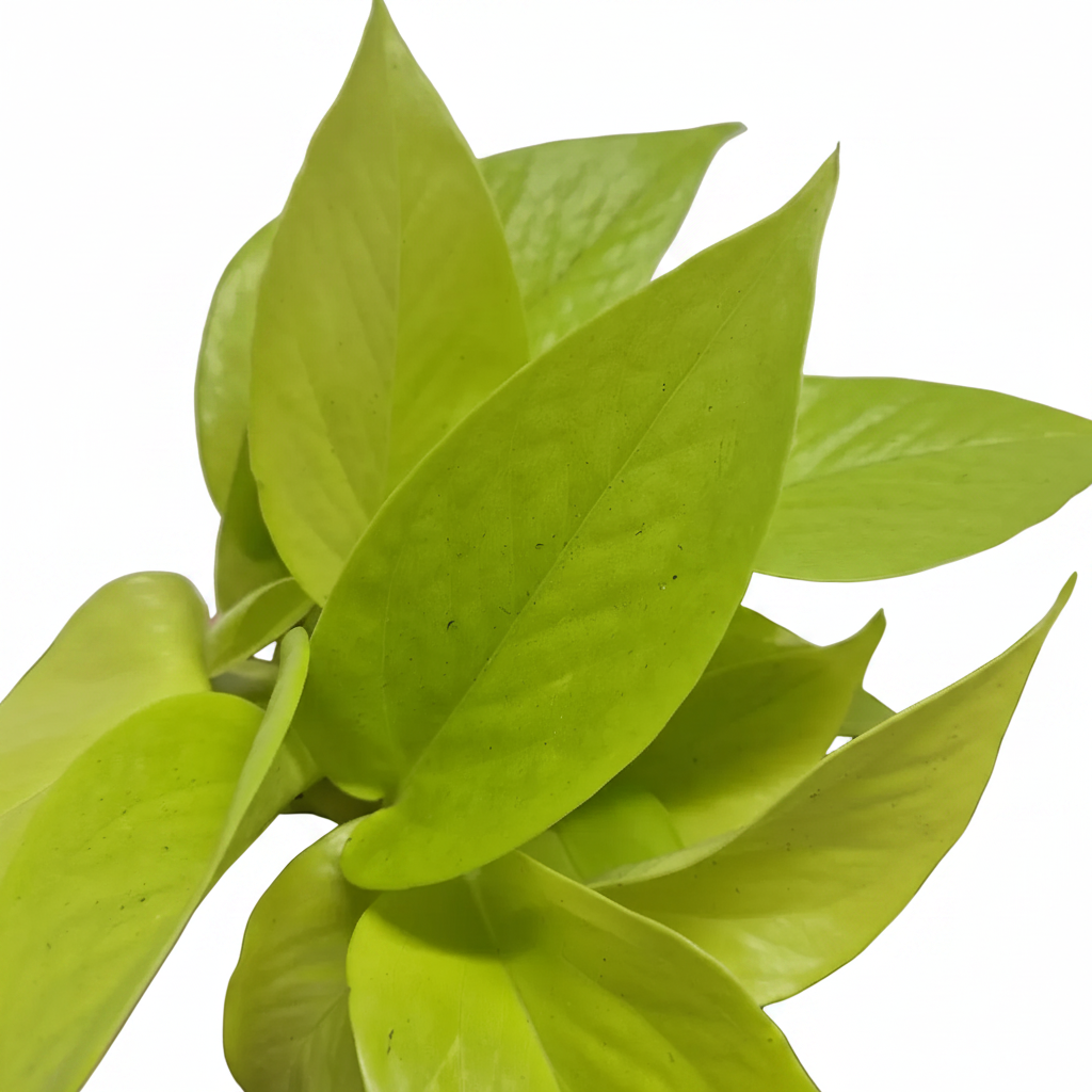pothos neon