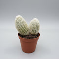 Cactus Espostoa decorativo